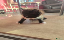 Mixed Breed cats for sale: 8 kittens for sale  - Image 4
