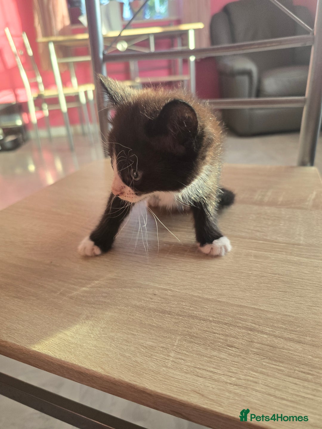 Mixed Breed cats for sale: 8 kittens for sale  - Image 4