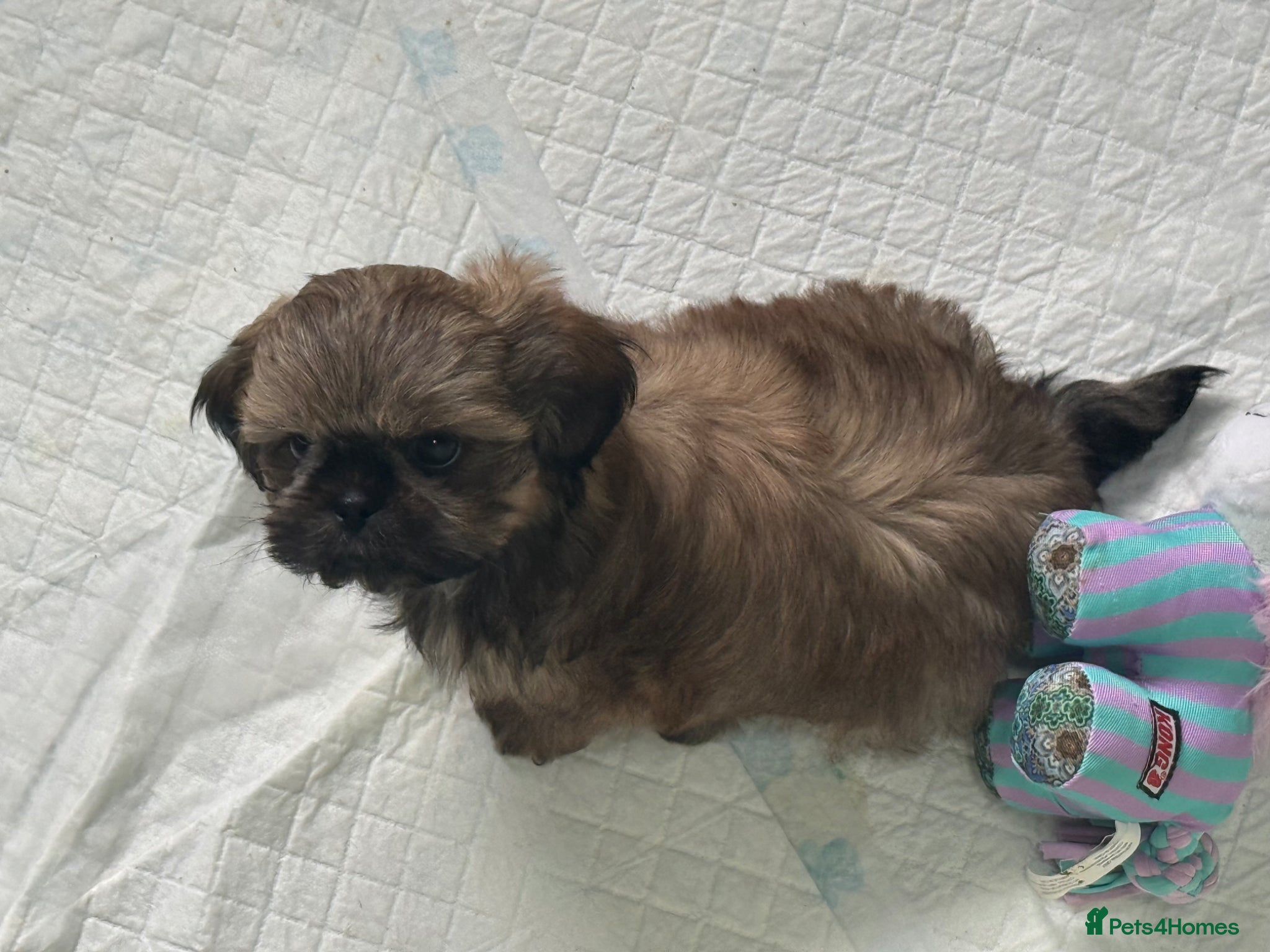 Shih Tzu dogs READY TO LEAVE - KC Imperial Shih Tzu Boy - Advert 3