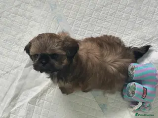 Shih Tzu dogs READY TO LEAVE - KC Imperial Shih Tzu Boy - Advert 2