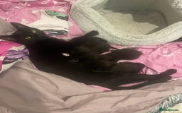 Mixed Breed cats for sale: 2 female kittens 1 male kitten for sale  - Image 22