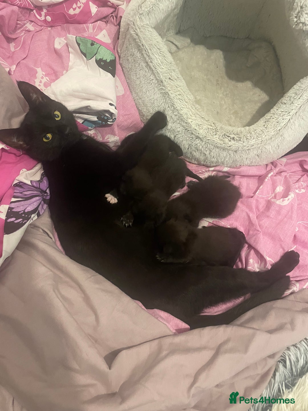 Mixed Breed cats for sale: 2 female kittens 1 male kitten for sale  - Image 22