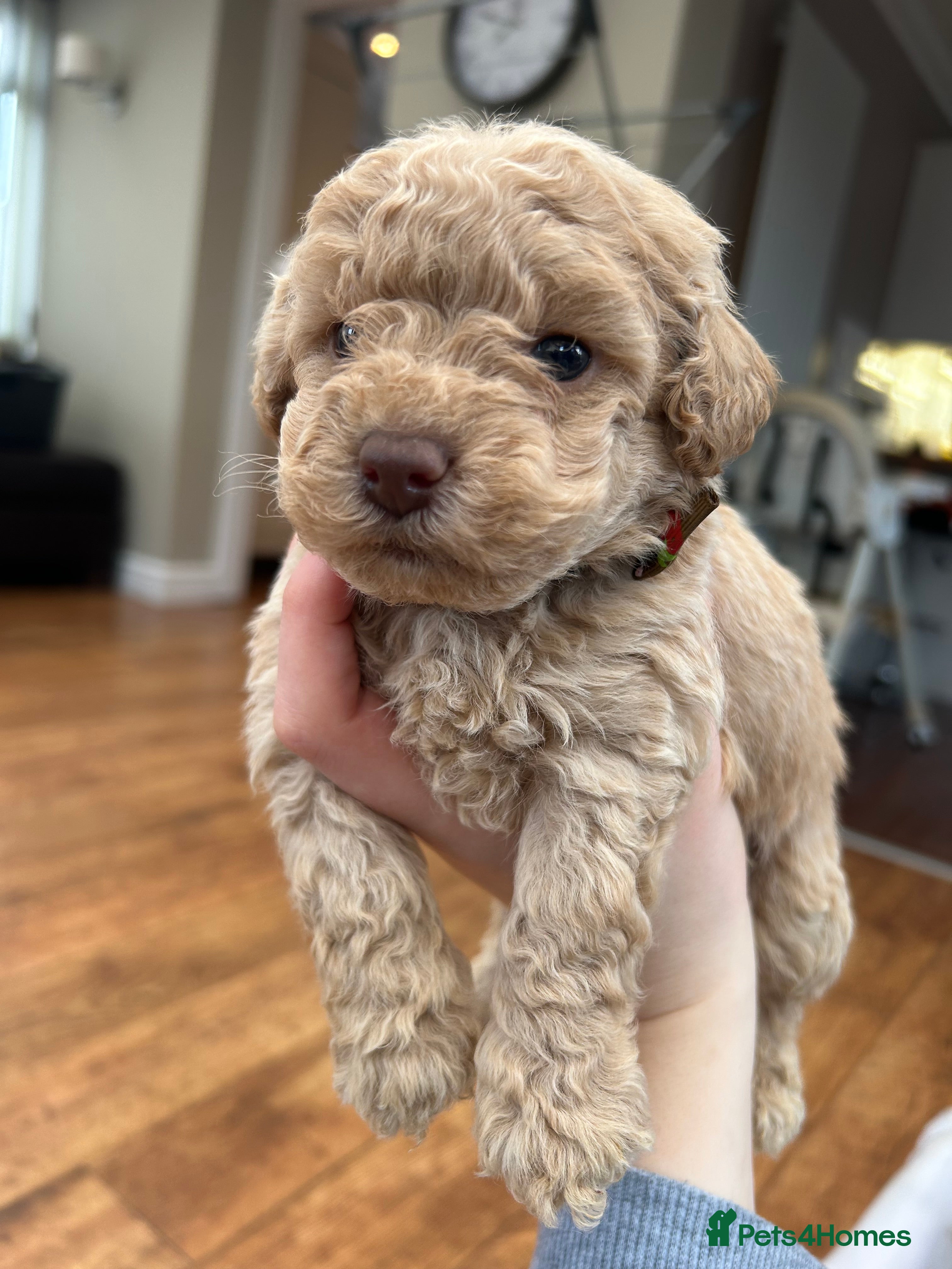 Maltipoo dogs Chocolate & tan Maltipoos (TOY!) - Advert 5