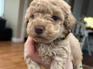 Maltipoo dogs Chocolate & tan Maltipoos (TOY!) - Advert 5