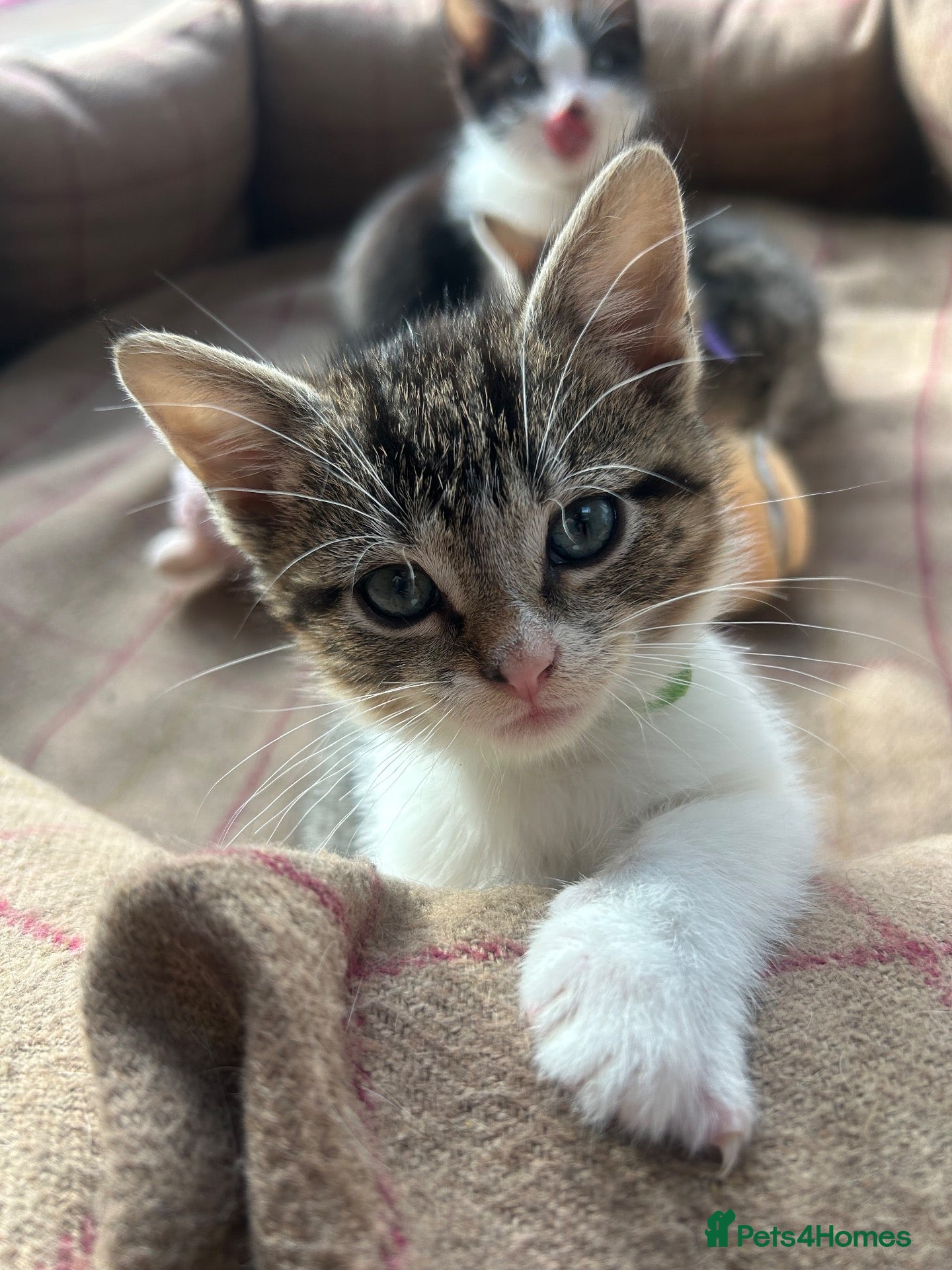 Mixed Breed cats Cheeky fluffy kittens - Advert 8
