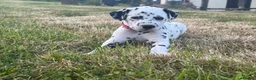 Dalmatian dogs for sale: Pedigree KC Registered Puppies - Advert 13