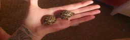 Hermann Tortoise reptiles for sale: Hermann baby - Advert 3