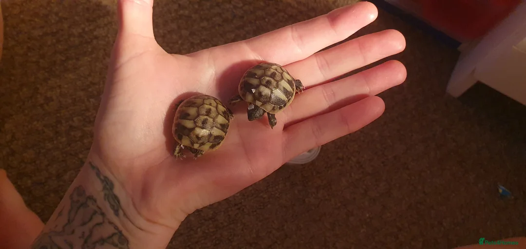 Hermann Tortoise reptiles for sale: Hermann baby - Advert 3