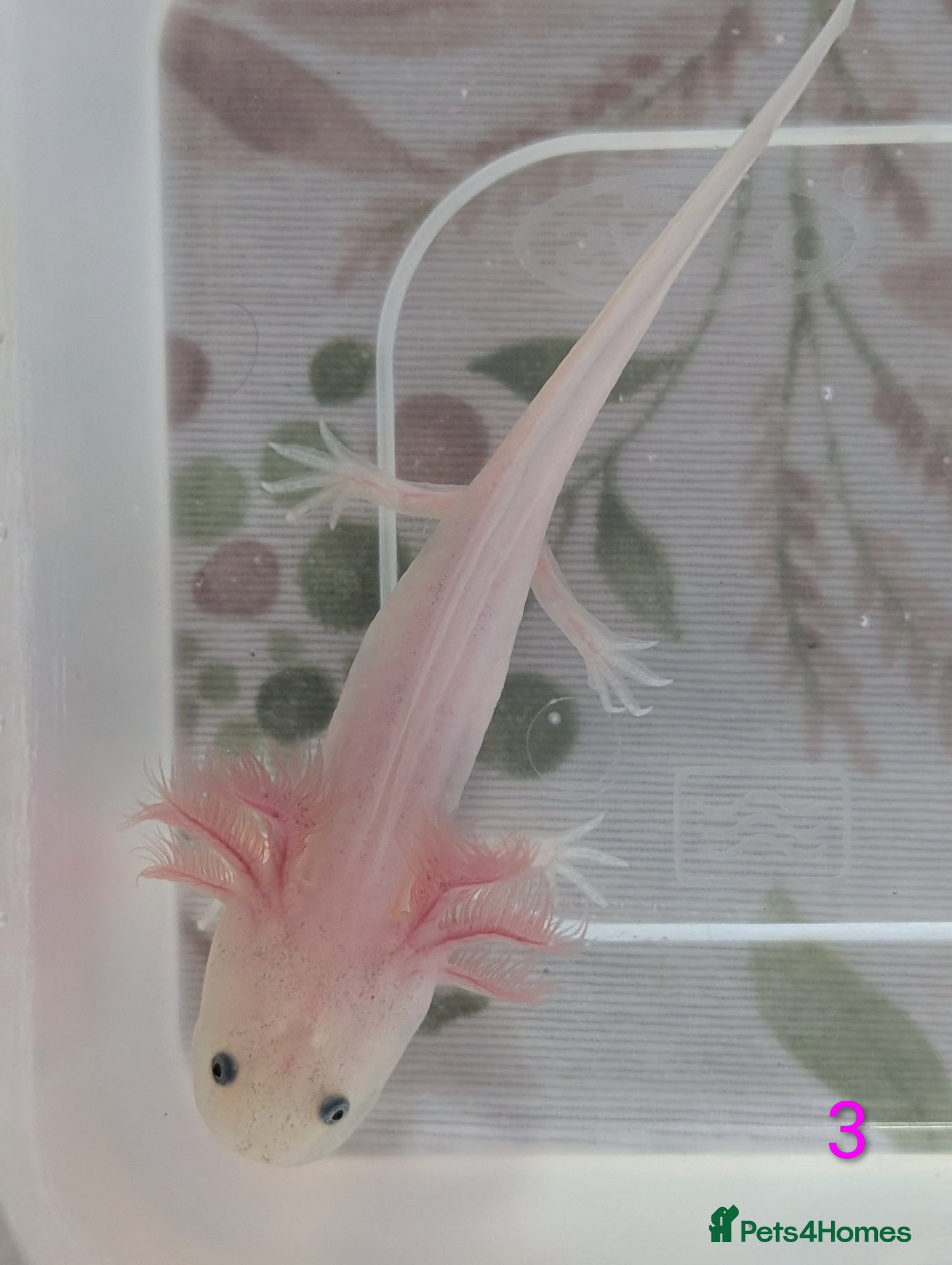 Axolotl reptiles for sale: Leucistic Axolotls - Available Now - Advert 9