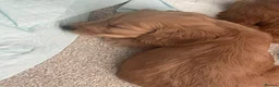 Cockapoo dogs for sale: Beautiful F1 cockapoos - Advert 20