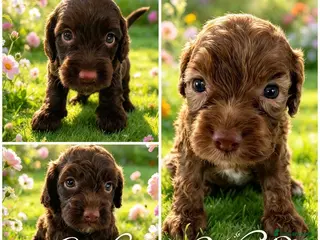 Cockapoo dogs DNA CLEAR, Stunning Cockapoos, Ready 30th October - Advert 15