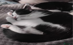 Domestic Shorthair cats for sale: 3 male kittens - Image 5