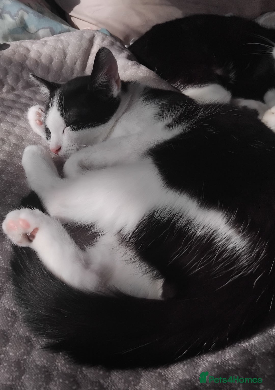 Domestic Shorthair cats for sale: 3 male kittens - Image 5