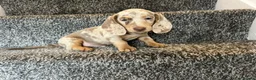 Dachshund dogs for sale: 8 month old Dachshund  in Liverpool - Advert 2