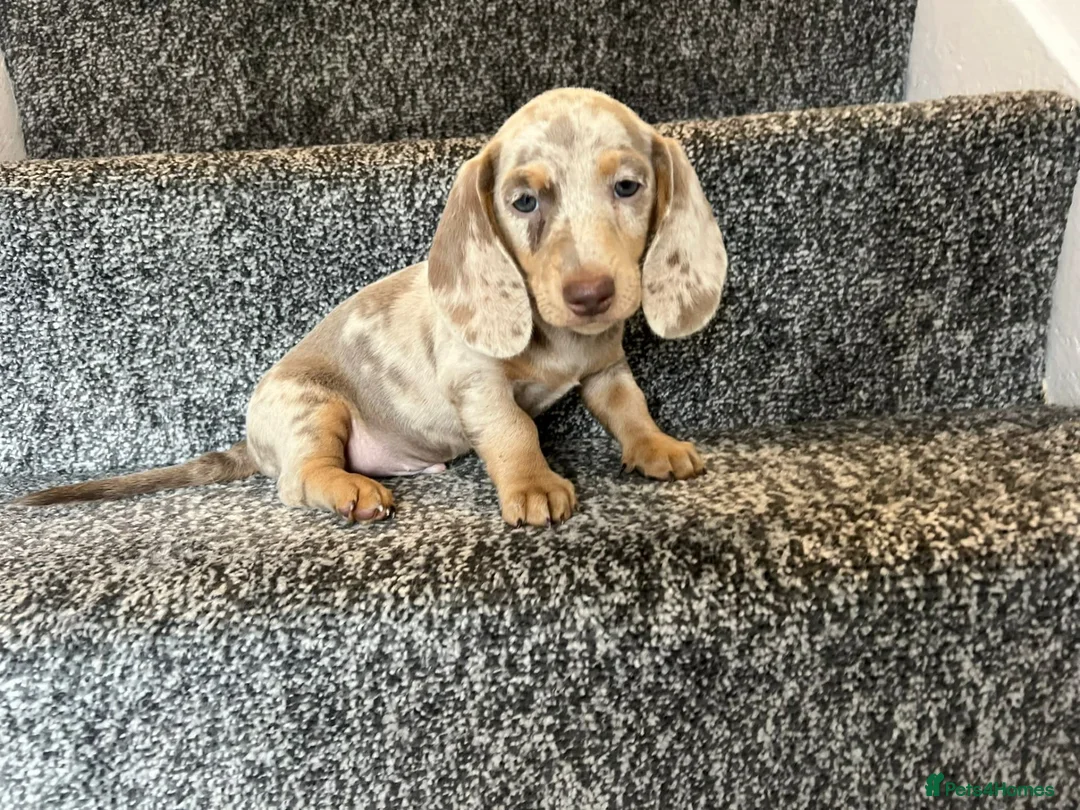 Dachshund dogs for sale: 8 month old Dachshund  in Liverpool - Advert 2