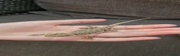 Bearded Dragon reptiles for sale: Baby bearded dragons citrus cross - Advert 13