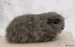 Guinea Pig rodents for sale: Female Swiss Guinea Pigs - Image 2