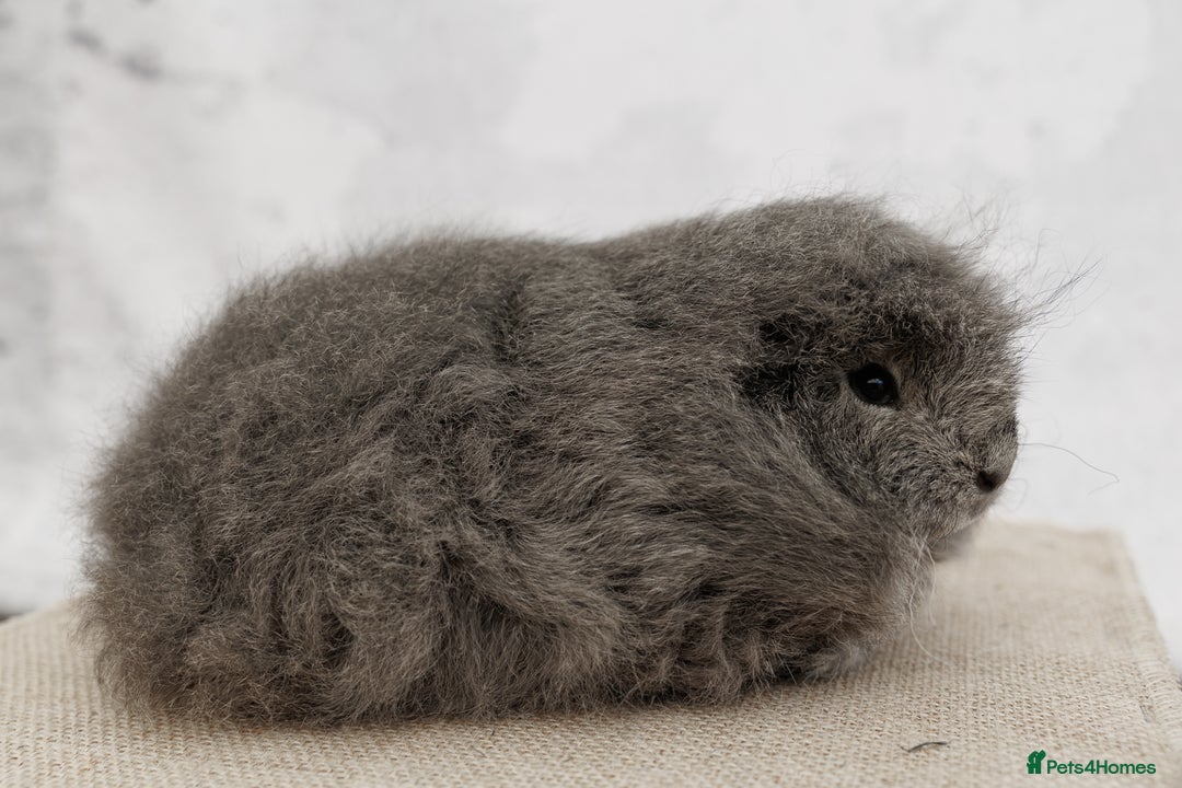 Guinea Pig rodents for sale: Female Swiss Guinea Pigs - Image 2