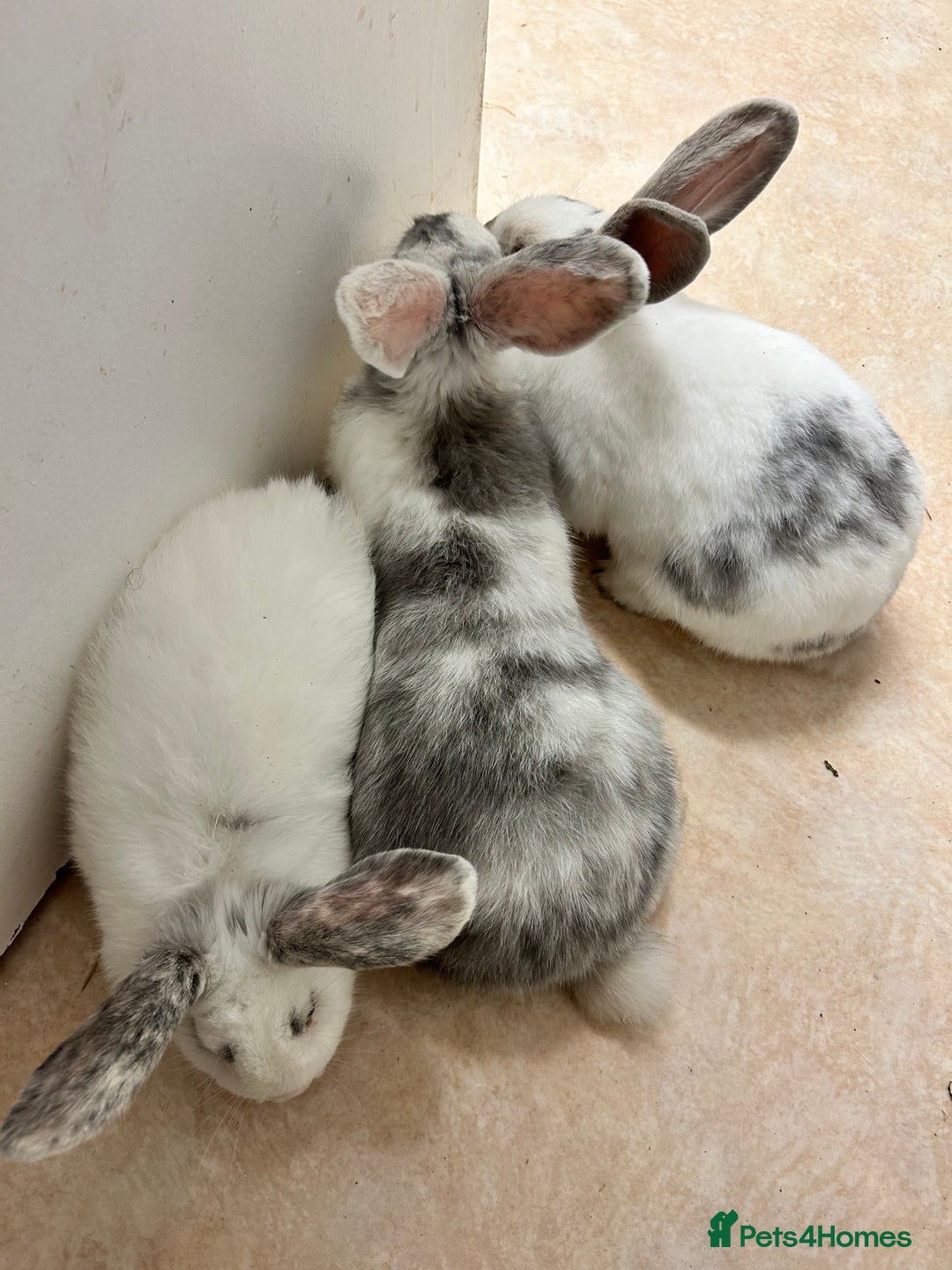 Mixed Breed rabbits for sale: Mixed bunnies - Image 8