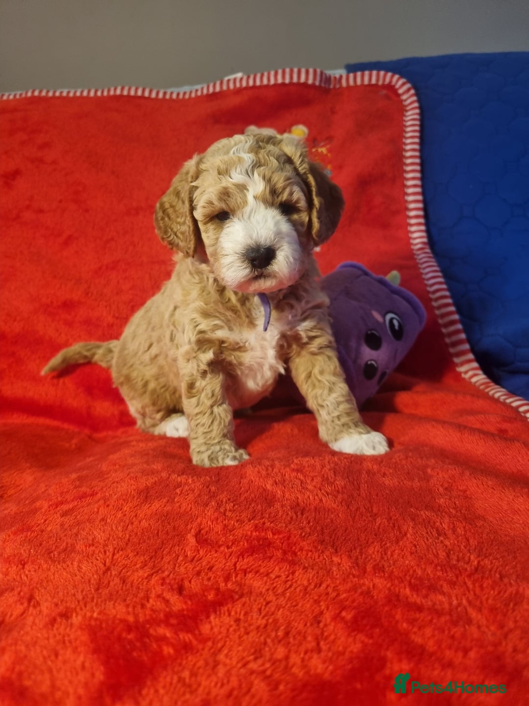 Miniature Poodle dogs for sale: Championline Miniature Poodle exceptional puppy. - Advert 20