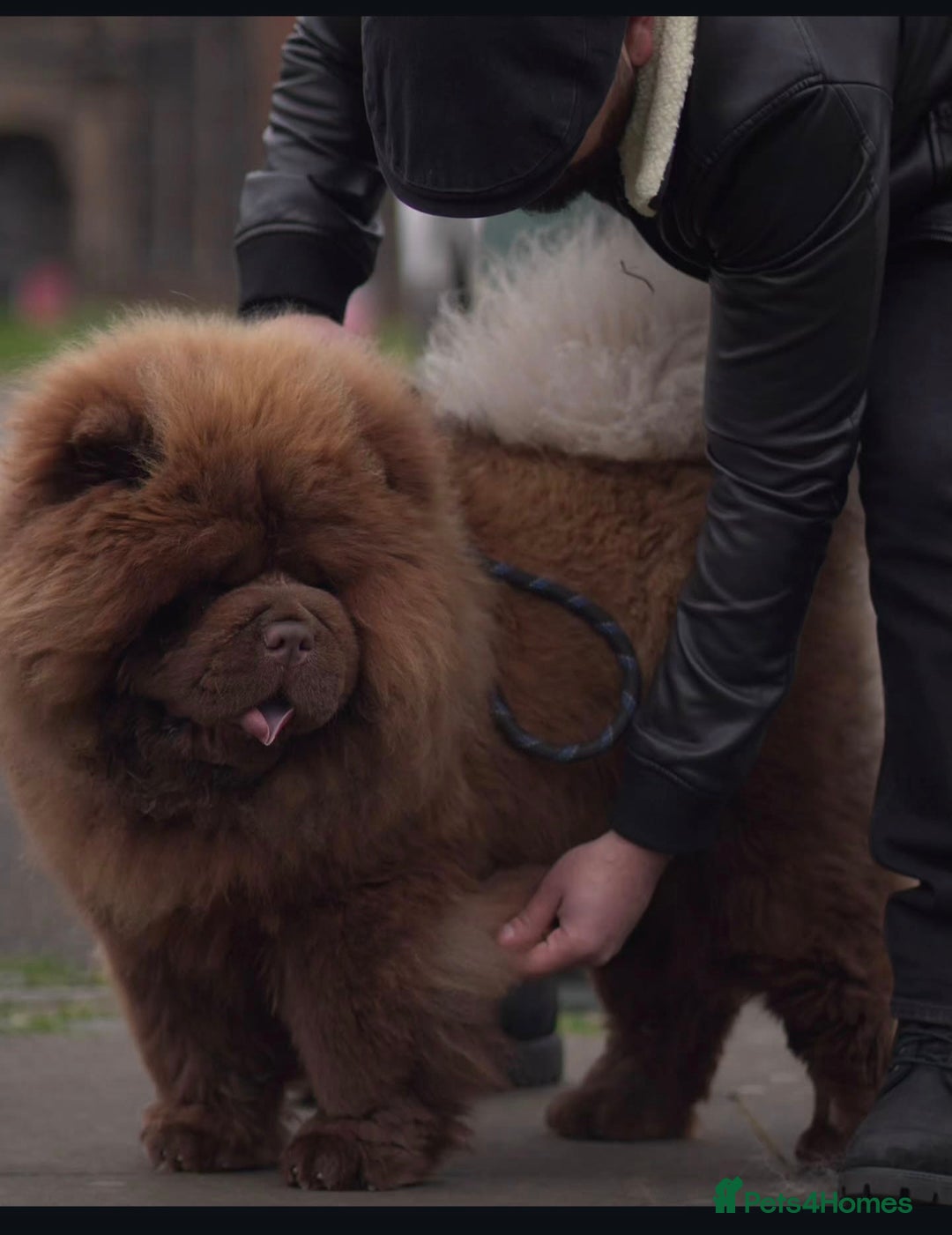 Chow Chow dogs for stud: A truly one of a kind KC Chocolate Chow for stud  - Image 4