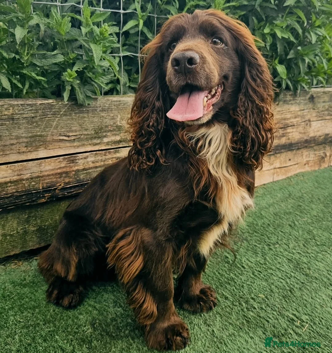 Cocker Spaniel dogs for sale: Cocker Spaniel Puppies (available for veiwing) - Advert 6
