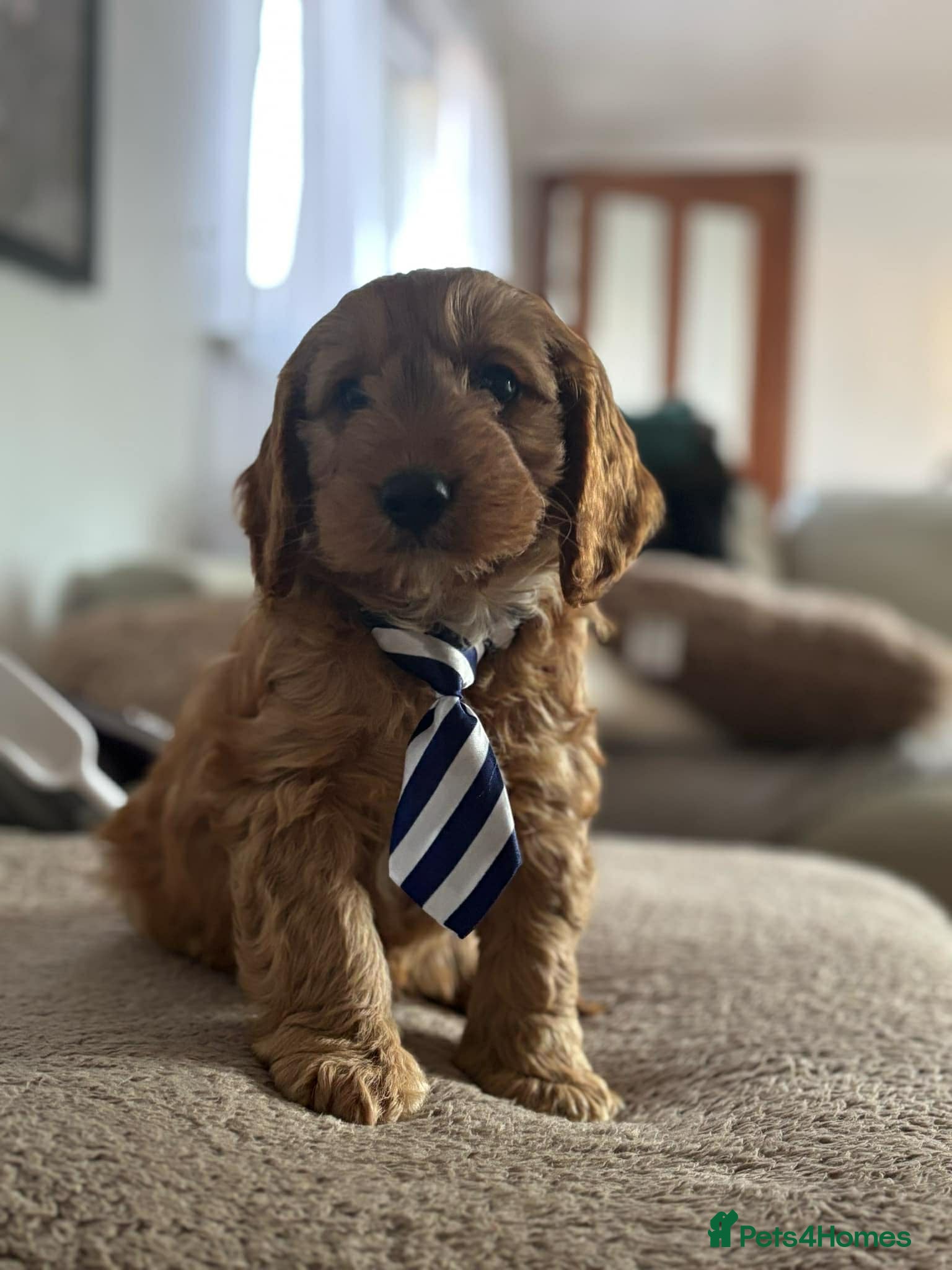 Cockapoo dogs Cockerpoo  - Advert 14
