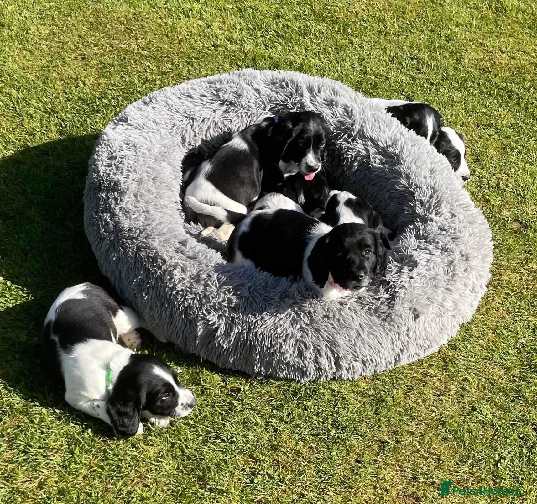 English Springer Spaniel dogs Springer Spaniel Puppies  - Advert 2