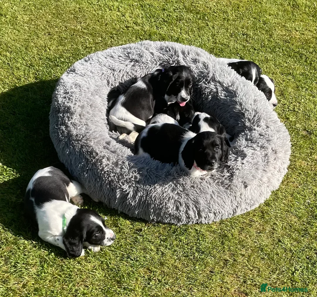 English Springer Spaniel dogs for sale: Springer Spaniel Puppies  - Advert 2