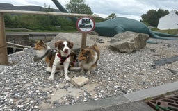 Border Collie dogs for sale: KC Reg Red Border Collie - Image 15