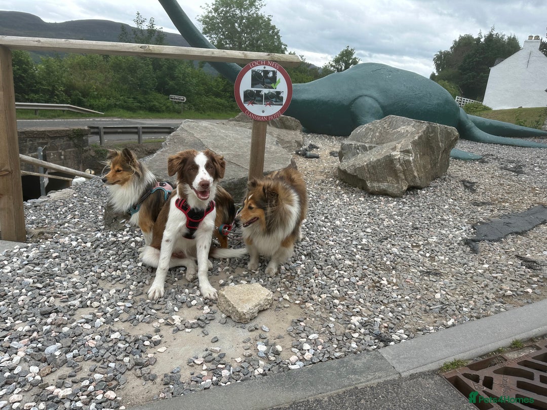Border Collie dogs for sale: KC Reg Red Border Collie - Image 15