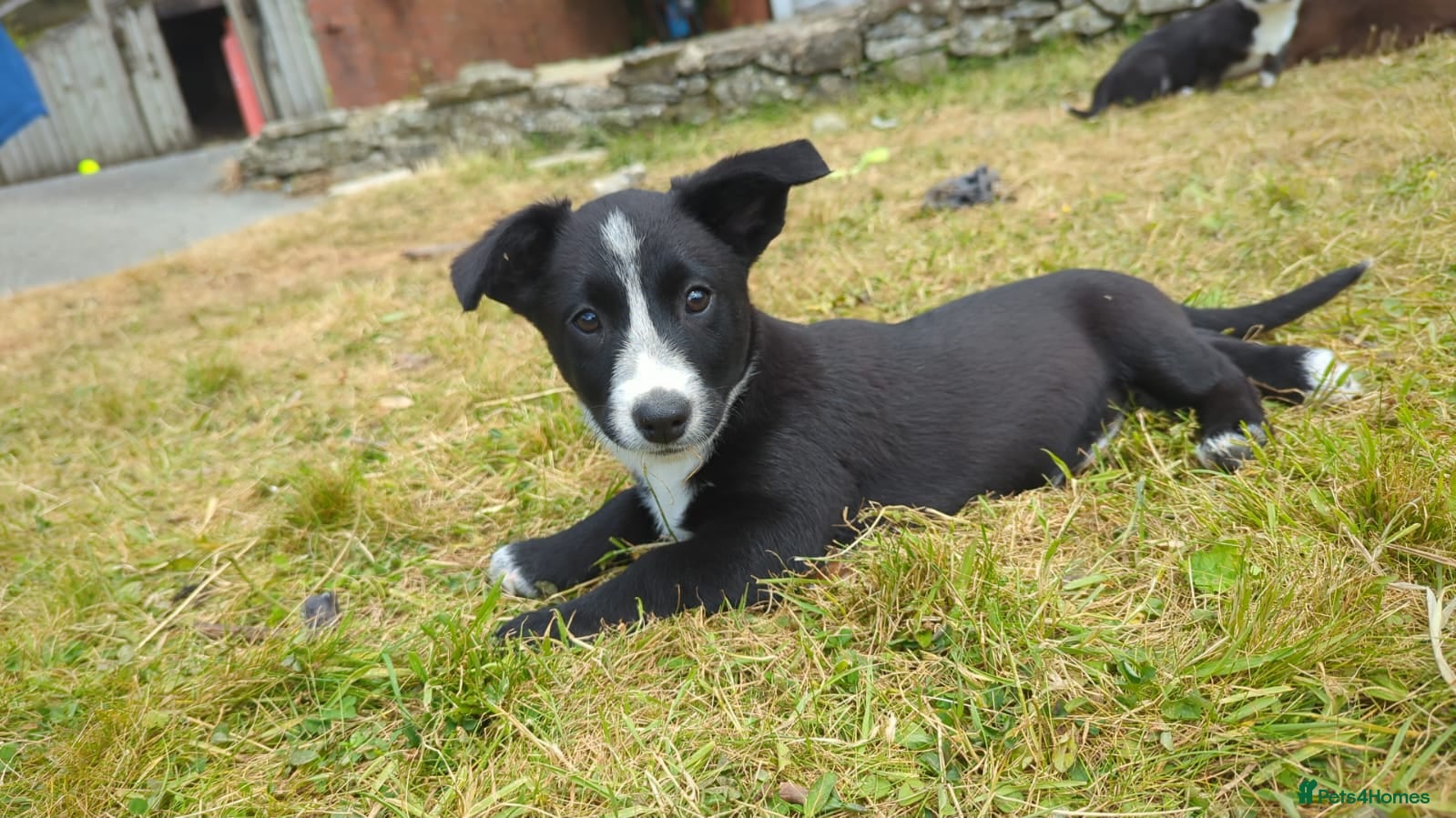 Mixed Breed dogs Cardigan Corgis - Advert 8