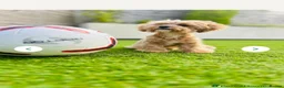 Maltipoo dogs for sale: Premium Isabella & Ivory Mini Maltipoo F2   in Pontefract - Advert 5