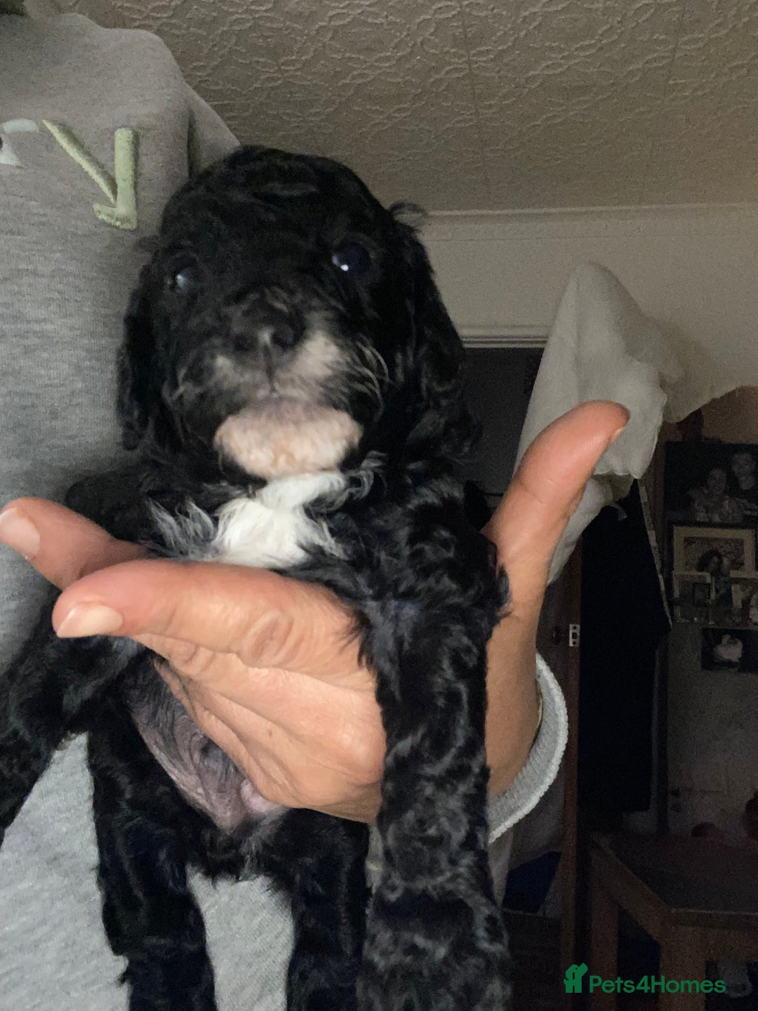 Miniature Poodle dogs for sale: Beautiful Miniature/Toy poodles  - Advert 35