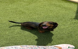 Dachshund dogs for sale: Wire haired daschund pups in Saltburn-by-the-Sea - Image 8