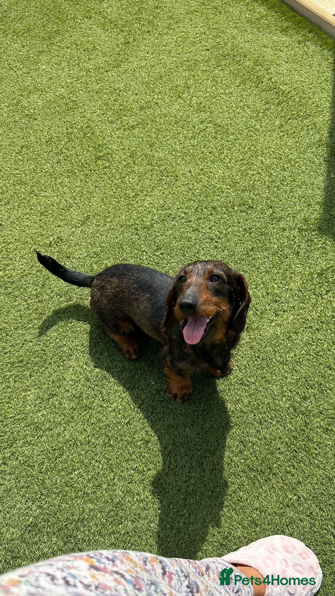 Dachshund dogs for sale: Wire haired daschund pups in Saltburn-by-the-Sea - Image 8
