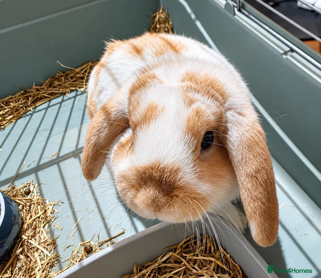 Mini Lop rabbits for sale: ADORABLE MALE MINI LOP 🐰 🏡 (Toylet trained) - Advert 2