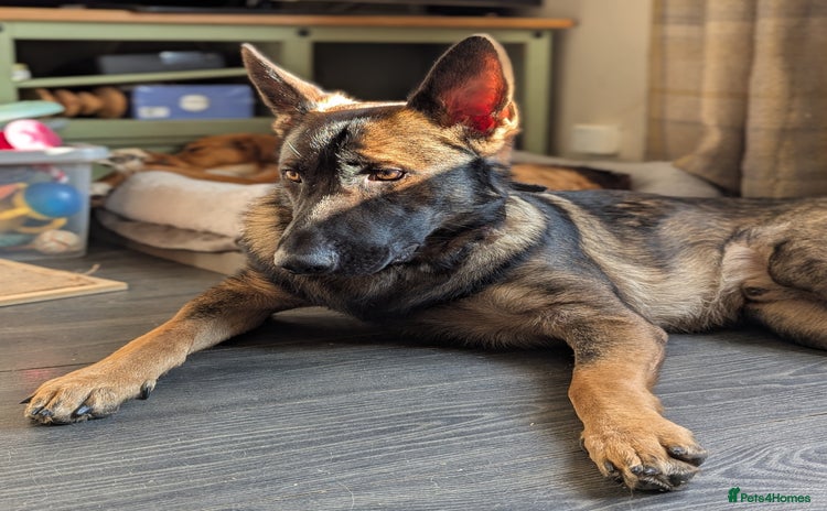 German Shepherd dogs - Advert 1