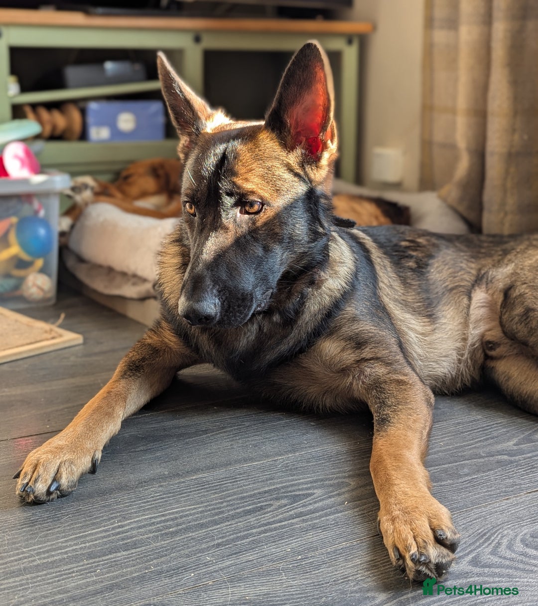 German Shepherd dogs for sale: German Shepherd working line boy - Image 1