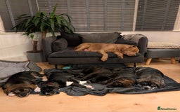 Mixed Breed dogs for sale: Two beautiful Staffy x Husky puppies  - Image 4