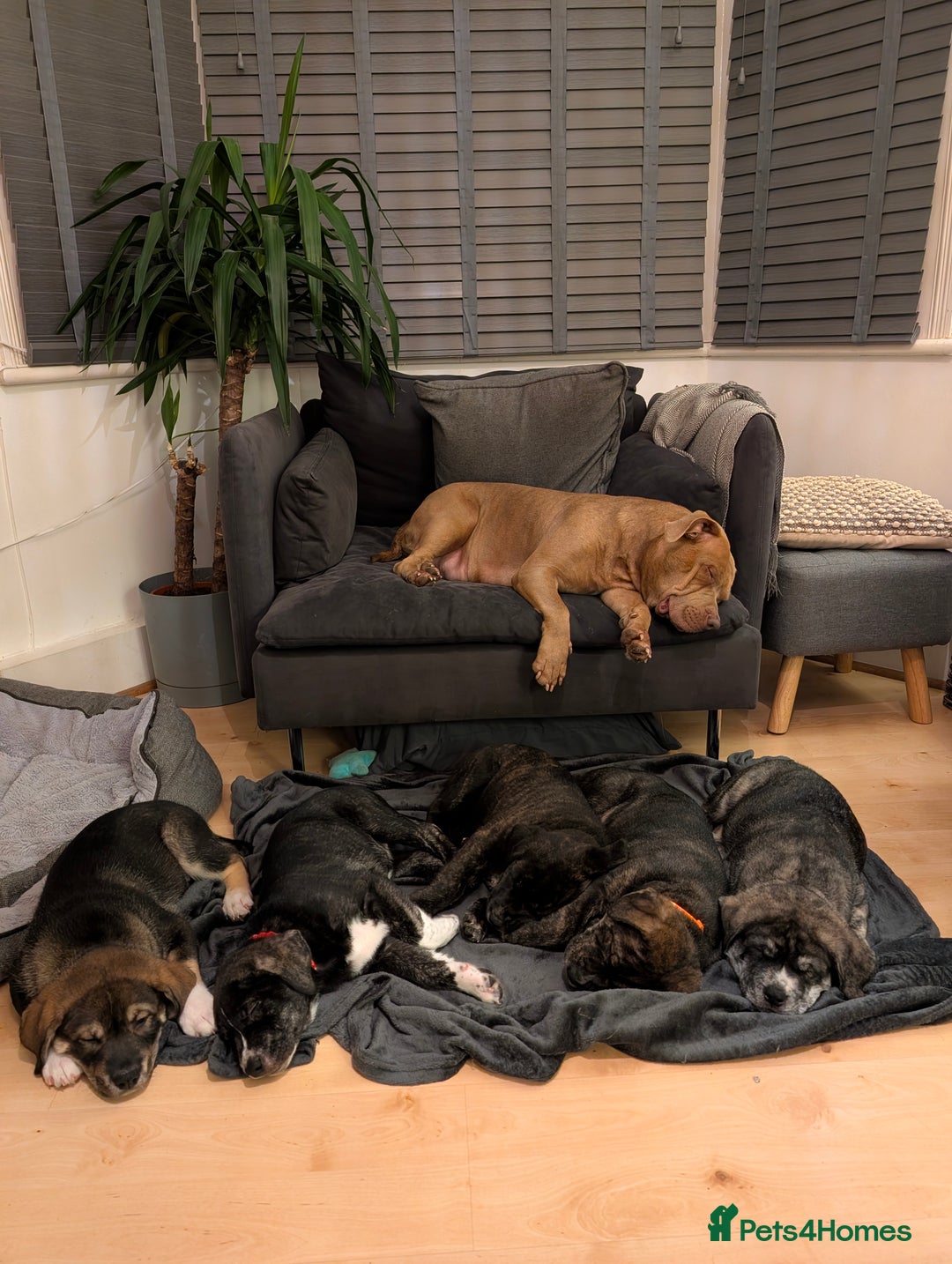 Mixed Breed dogs for sale: Two beautiful Staffy x Husky puppies  - Image 4