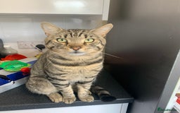 Mixed Breed cats for sale: Kitten for sale  - Image 6