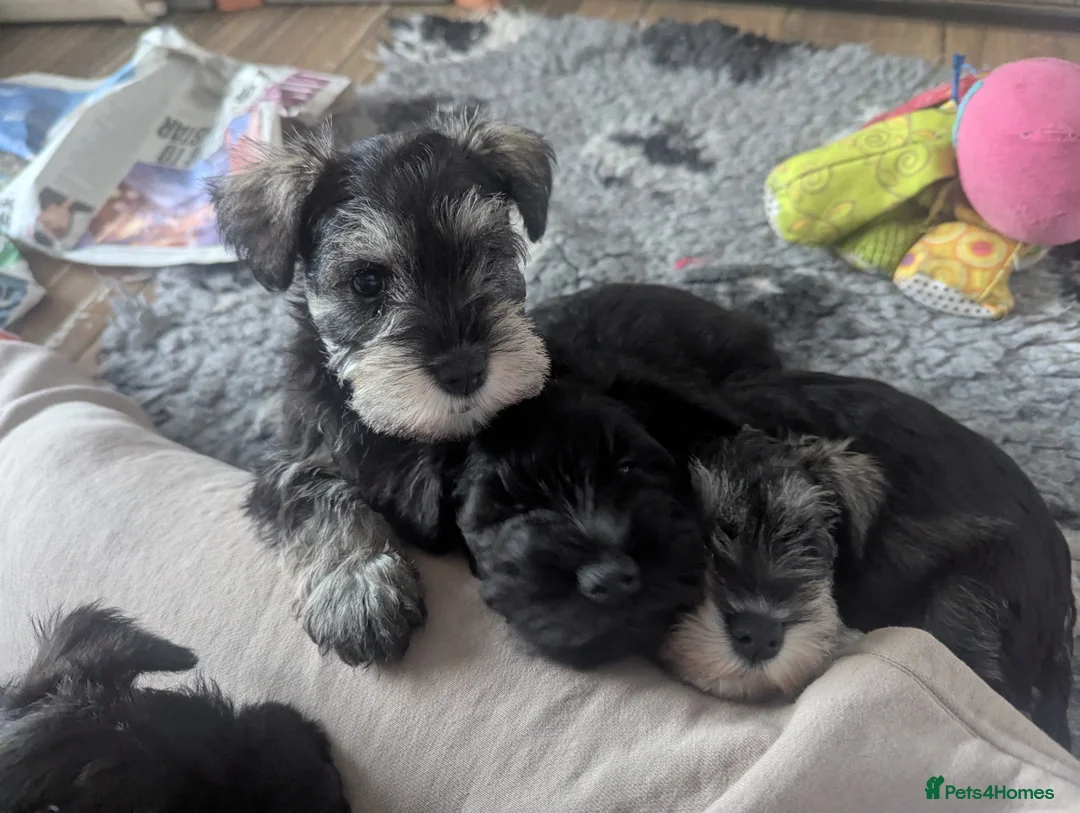 Miniature Schnauzer dogs for stud: Fully health tested, KC reg stud - Advert 25