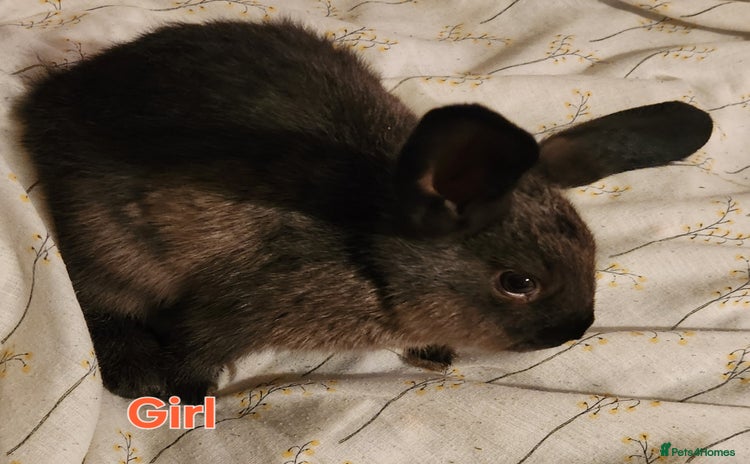 Rex rabbits - Advert 2