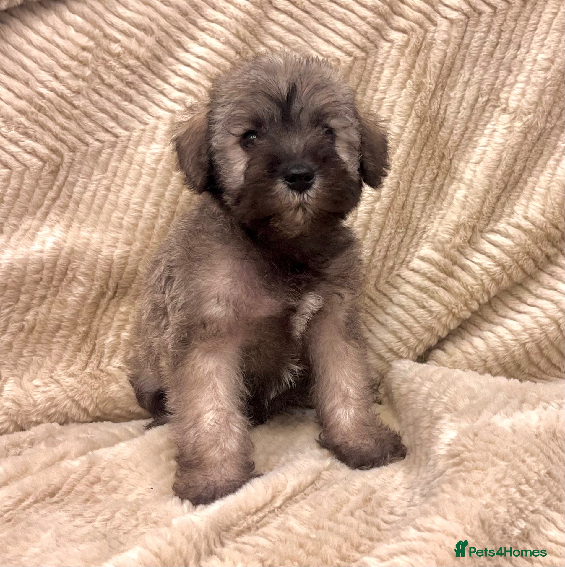 Mixed Breed dogs Miniature Schnauzer cross puppies - Advert 2