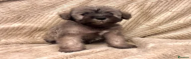 Boy 1