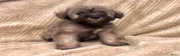 Mixed Breed dogs for sale: Miniature Schnauzer cross puppies in Kilmarnock - Advert 2