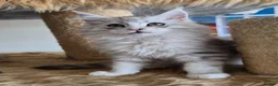 Maine Coon cats for sale: Ready now Silver with white Maine Coon kittens - Advert 11