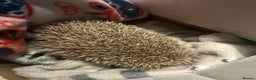 Pygmy Hedgehog rodents for sale: Gorgeous Mr Prickles - Advert 3