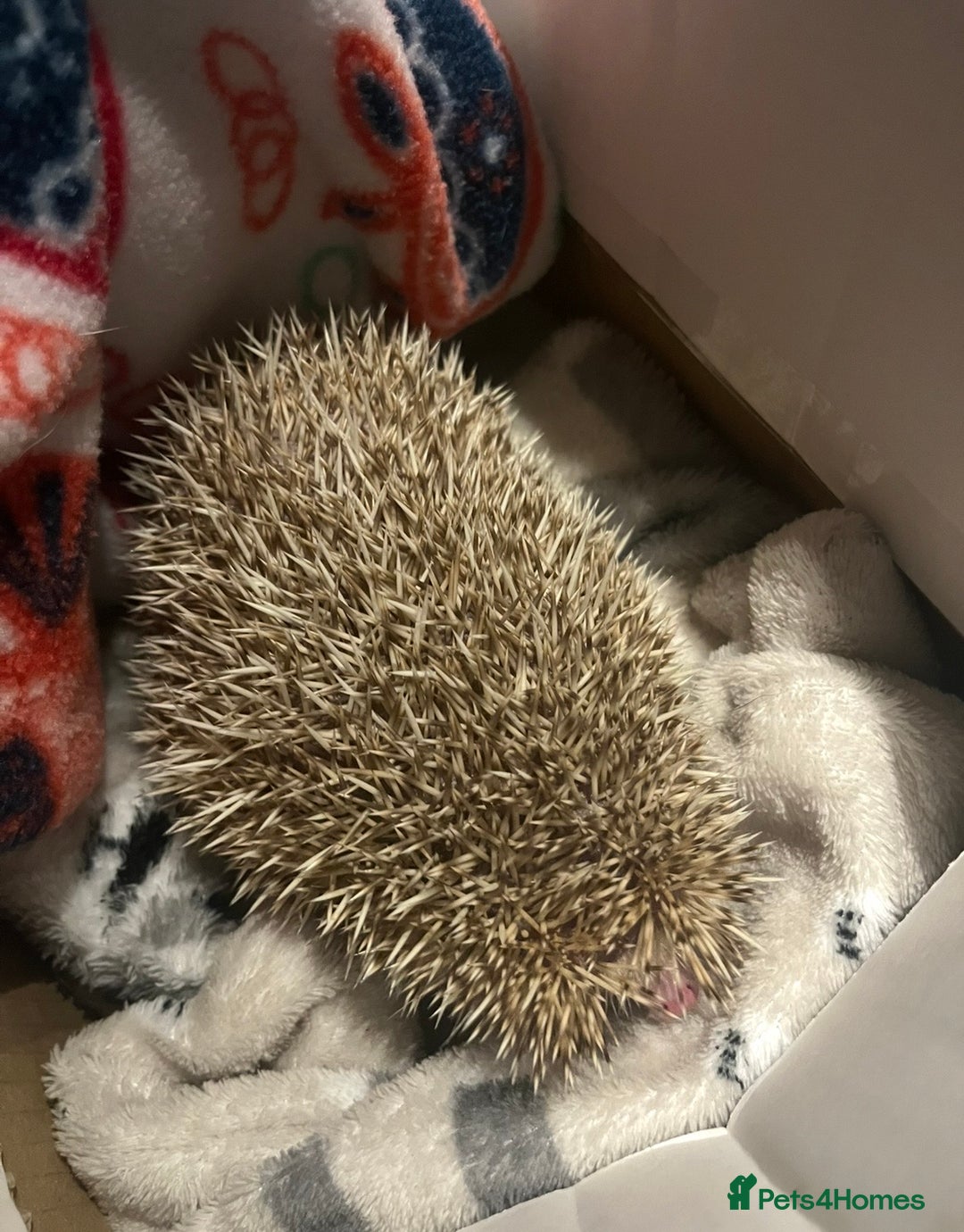 Pygmy Hedgehog rodents for sale: Gorgeous Mr Prickles - Advert 3